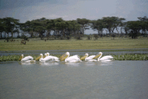 Lake Nakuru - Safari Kenia